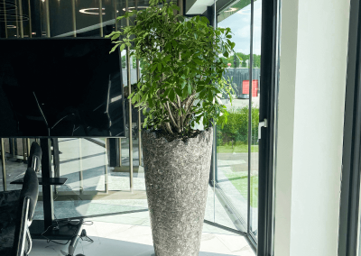 Interieurbeplanting-planten-op-kantoor-potten