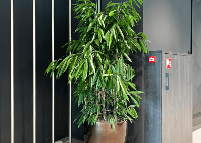 Interieurbeplanting-trendy-plantenbak